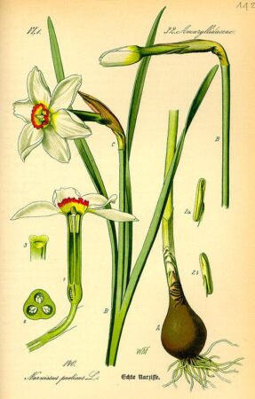 Narcissus in Perfumery