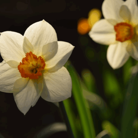 best narcissus perfumes