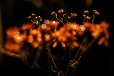 DSH Perfumes labdanum