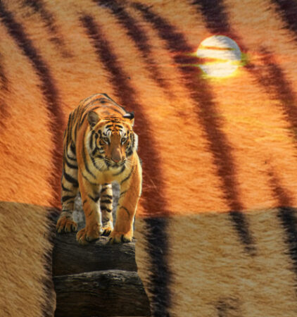 DSH Perfumes TigerCat