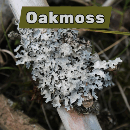 Oakmoss and chypres
