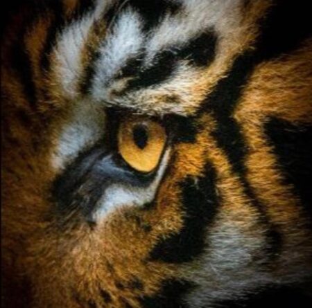 Tigercat by DSH Perfumes