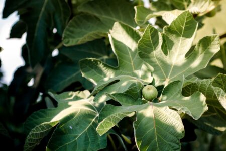 FIG TREE