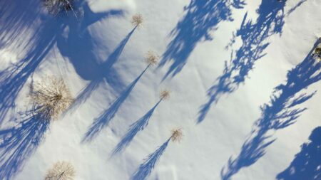 DSH Perfumes Holiday no 25