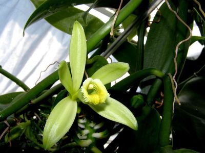 Vanilla orchid