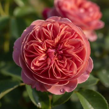Boscobel Rose